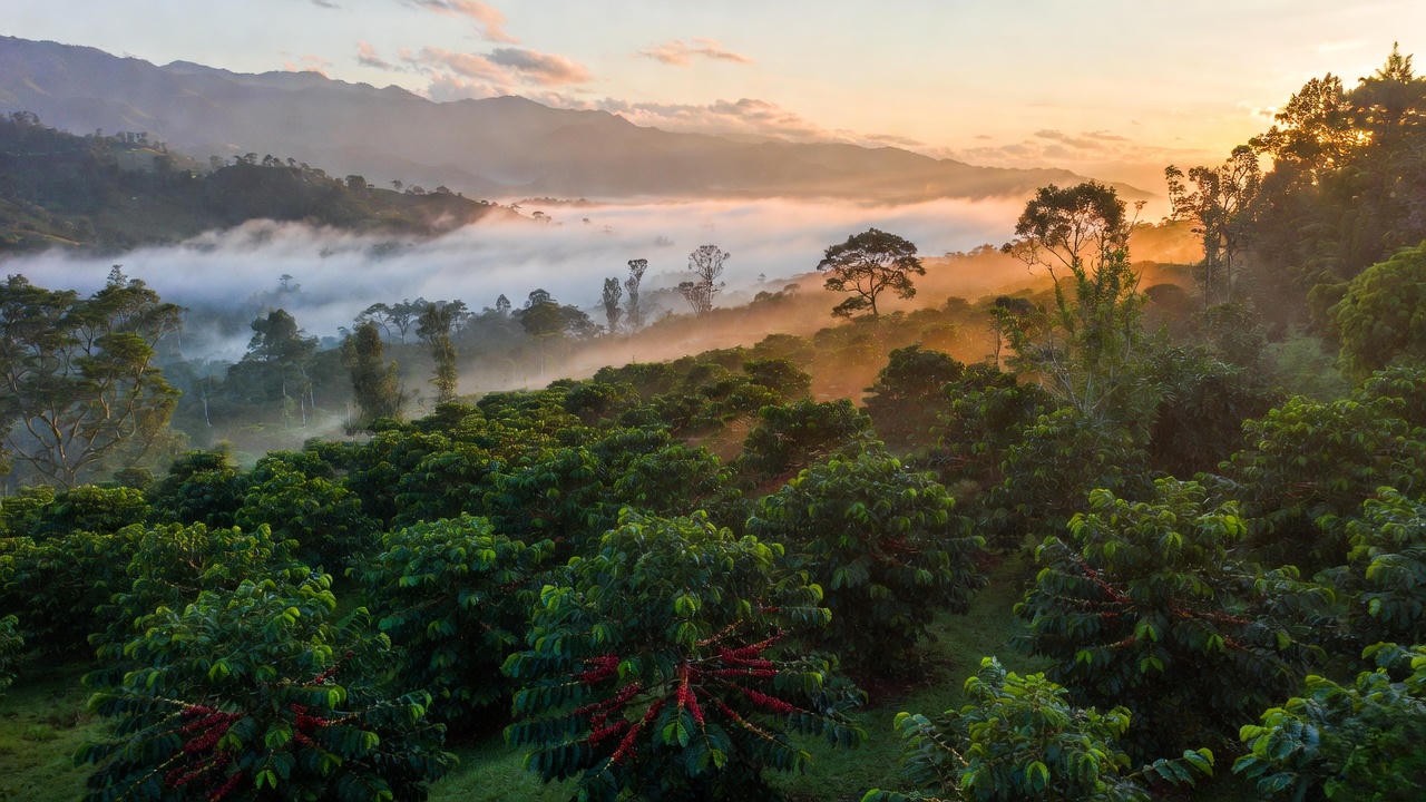 Scenic high-altitude coffee plantations in Colombia's coffee belt with misty mountains and red coffee cherries