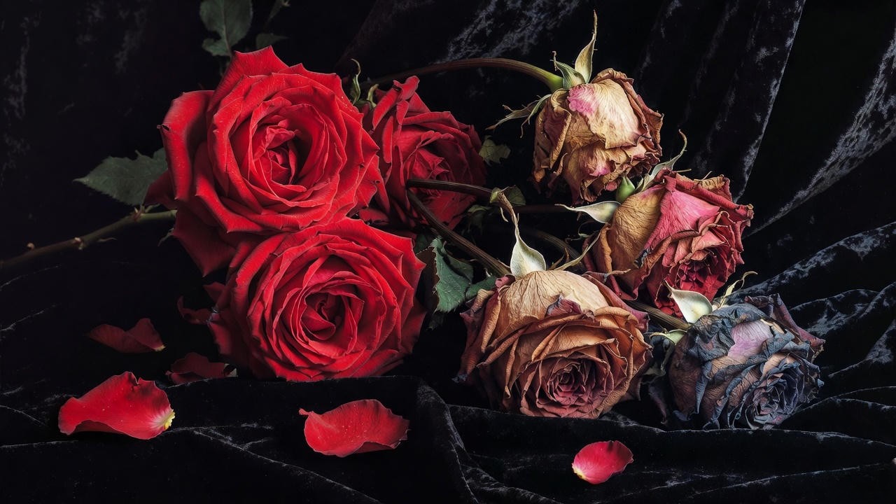 Fresh and wilted roses symbolizing fleeting beauty and time in Shakespeare's sonnets