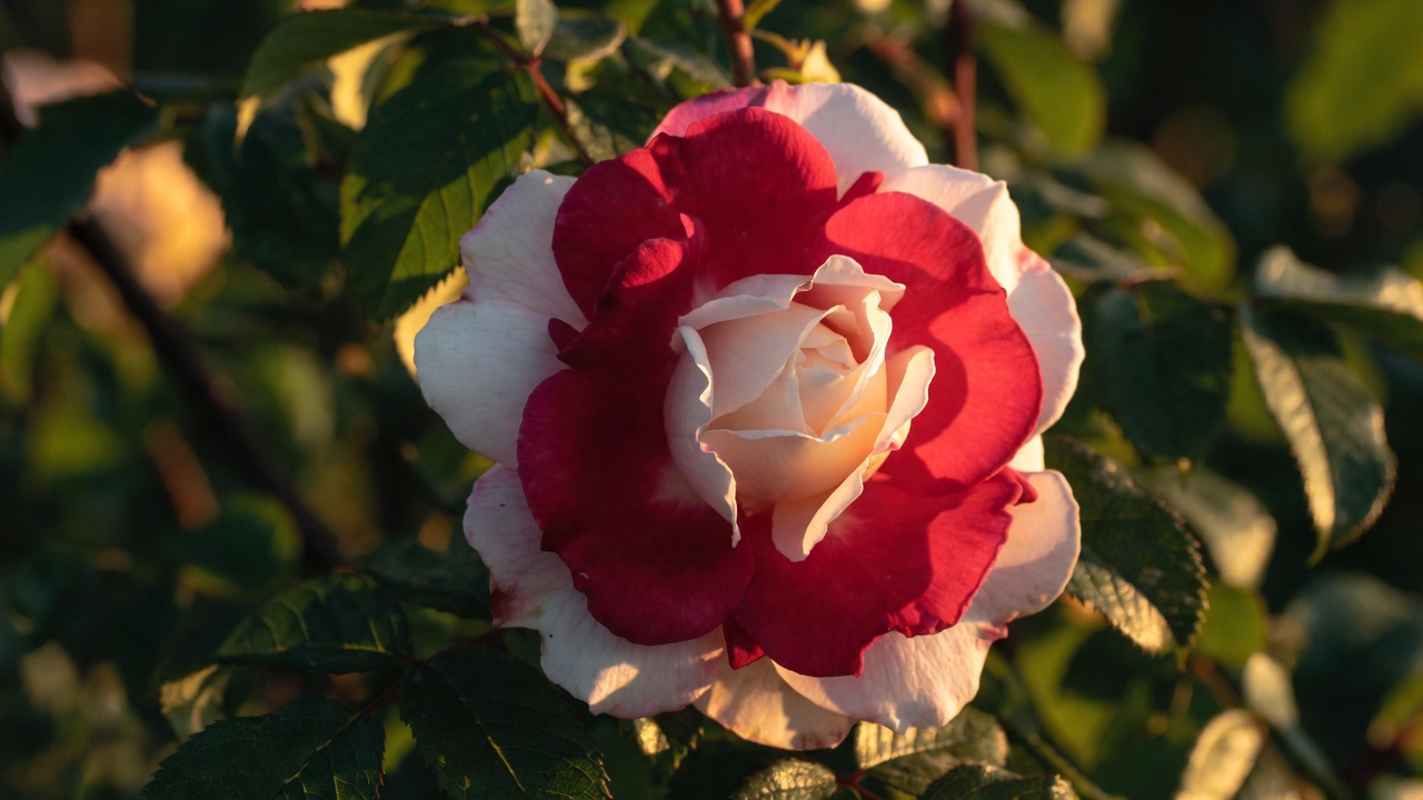 Tudor rose uniting red and white petals symbolizing peace after the Wars of the Roses