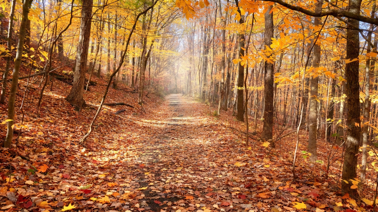 Serene wooded walking trail in autumn at Hamlet at Chagrin Falls senior living campus